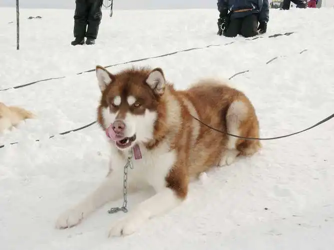 极地雪橇冒险